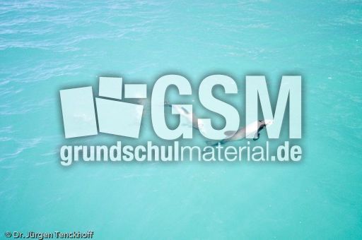 Hector-Delfin (12 von 15).jpg